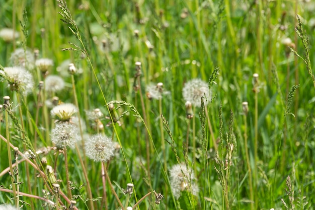 Witte paardebloemen in het gras