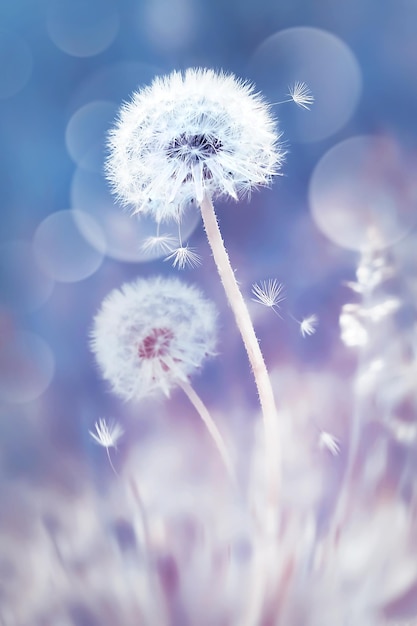 Witte paardebloemen in het veld Afbeelding in delicate pastelblauwe en roze kleuren