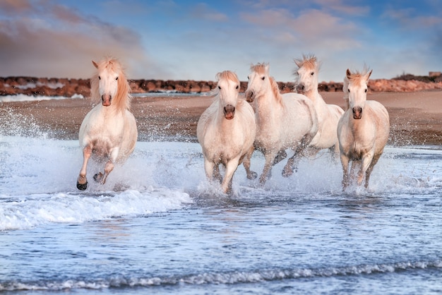 Witte paarden die op het strand galopperen