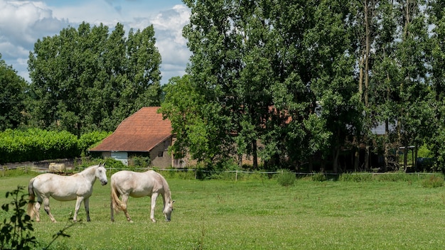 Witte paarden grazen in de wei