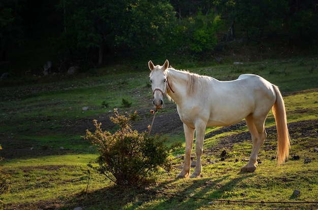 Witte paarden grazen op de weide bij zonsondergang in oranje zonnige balken Schoonheidswereld