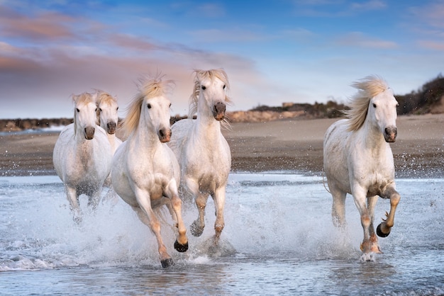 Witte paarden in Camargue, Frankrijk.