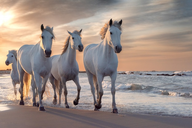 Witte paarden in Camargue, Frankrijk.