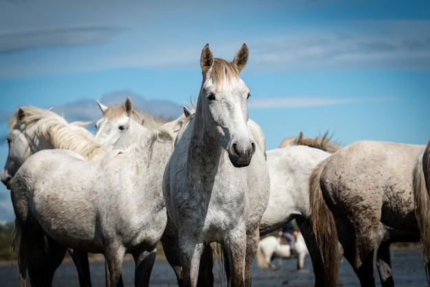 Witte paarden in Camargue