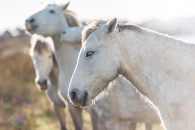 Foto witte paarden in camargue