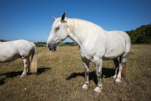 Witte paarden op het veld.