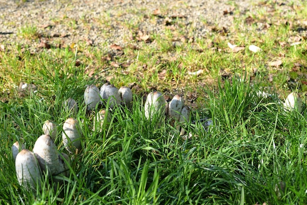 Witte paddenstoel in groen gras en gele bladeren