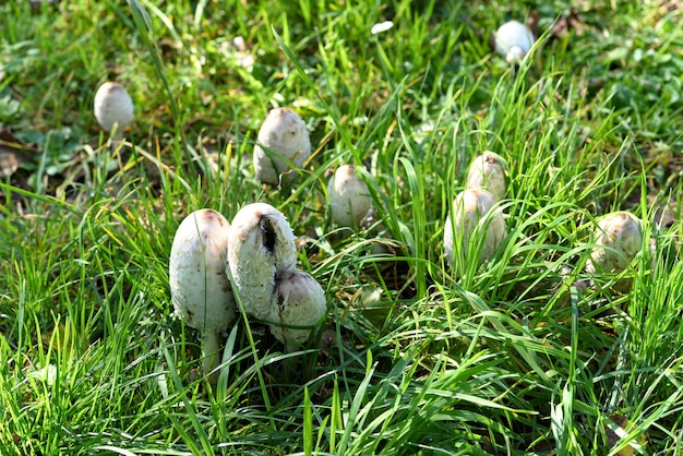 Witte paddenstoel in groen gras en gele bladeren