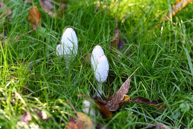 Witte paddenstoel in groen gras en gele bladeren