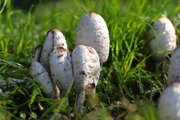 Witte paddenstoel in groen gras en gele bladeren