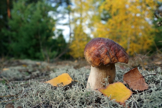 Witte paddestoel. eekhoorntjesbrood paddestoel groeien in herfst bos. boletus.