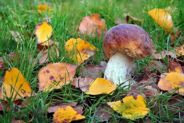 Witte paddestoel. Eekhoorntjesbrood paddestoel groeien in herfst bos.