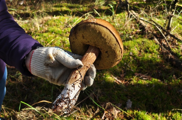 Witte paddestoel. Een paddenstoelenplukker houdt een paddenstoel in een handschoen in zijn hand. Paddestoel op een onscherpe achtergrond van groen mos. Herfst, achtergrond, bokeh.