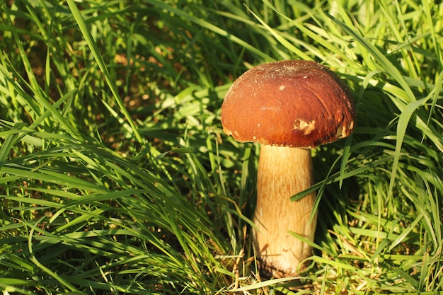 Foto witte paddestoel in het gras.