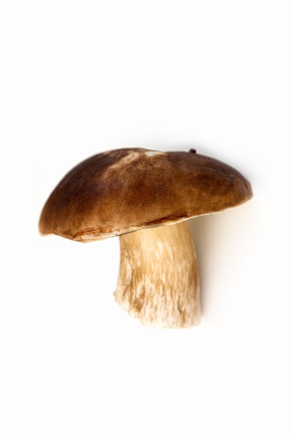 Witte paddestoel op een witte achtergrond Eetbare paddestoelen Isoleren Soft focus