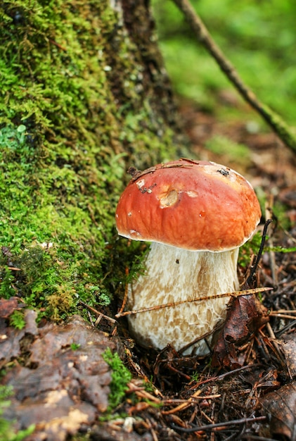 Witte paddestoel op groen mos en verdorde bladeren