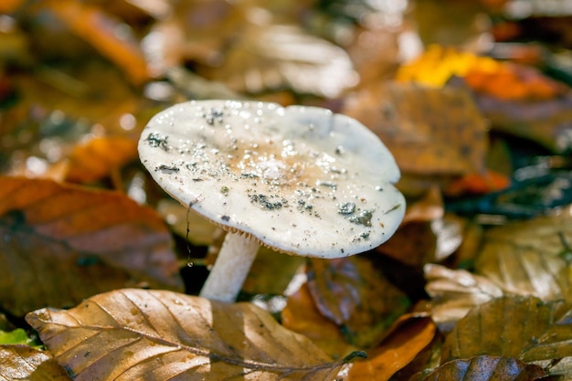 Witte paddestoelrussula in het de herfstbos in close-up