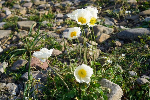 Witte papaver op een achtergrond van rotsen en gras