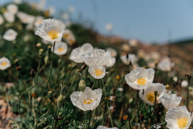 Witte papaver panorama papaver bloeit in de tuin fijne bloem heldere witte papaver trekt bijen aan papaver idylle