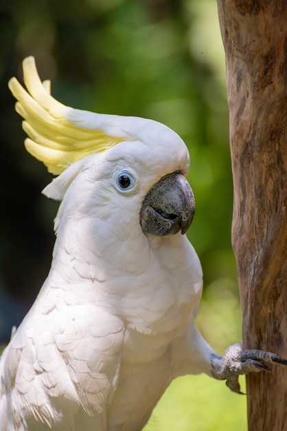 Witte papegaai op een boomtak