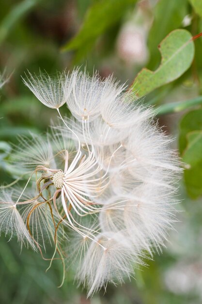 Witte paraplu's zaad Tragopogon pratensis