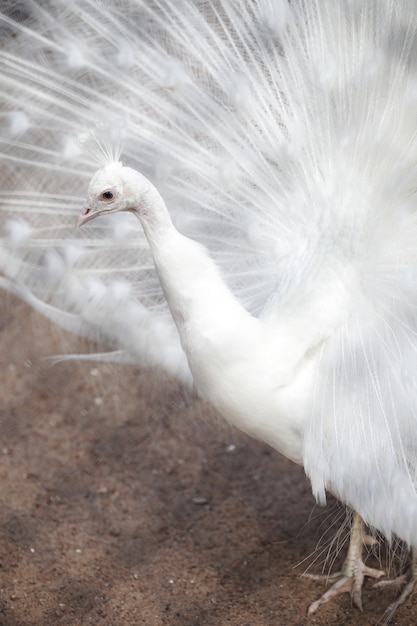 Witte pauw in dierentuin