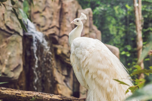 Witte pauw zittend op een tak in het park