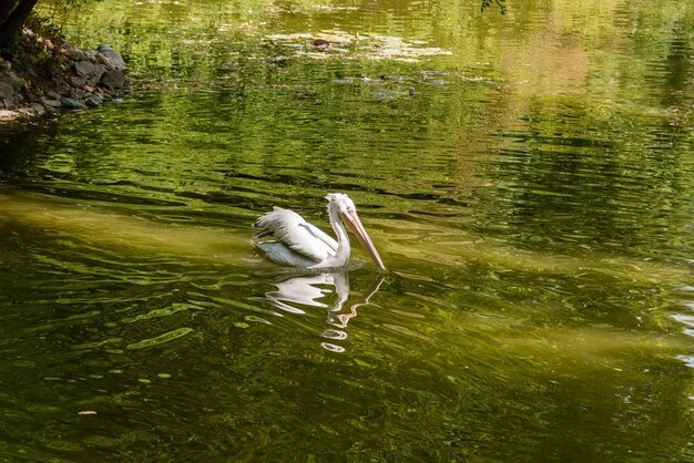 Witte pelikaan op het meer close-up