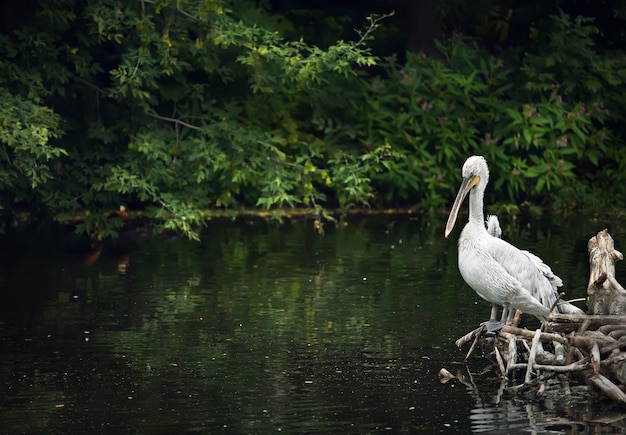 Witte pelikaan op houten logboeken.