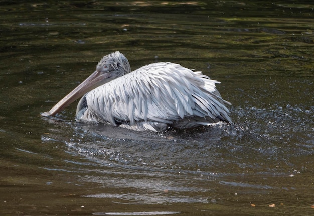 Witte pelikaan Pelecanus onocrotalus ook wel bekend als de oostelijke witte pelikaan