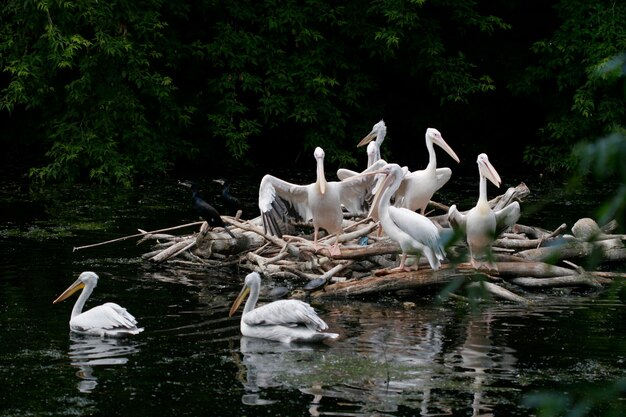 Witte pelikaan pelecanus onocrotalus