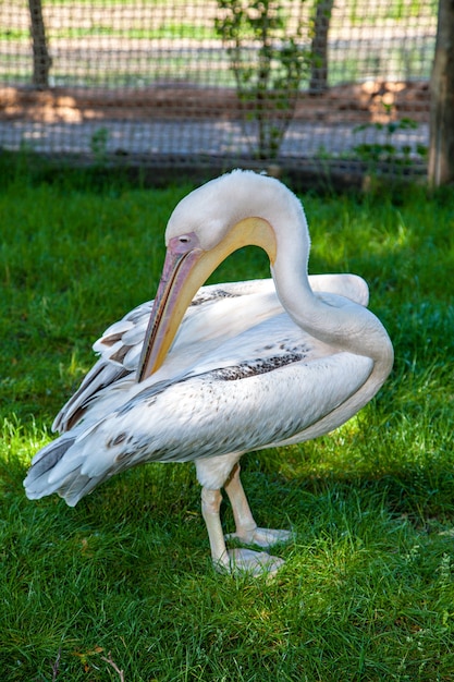 Foto witte pelikaan reinigt veren. pelecanus onocrotalus