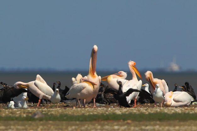 Witte pelikanen, aalscholvers en meeuwen rusten op een zonnige dag op een zandbank