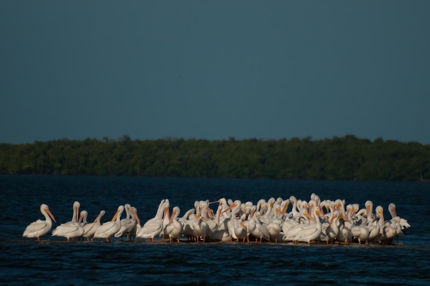 Witte pelikanen op het chokoloskee-eiland.