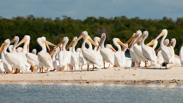 Witte pelikanen op het Chokoloskee-eiland.