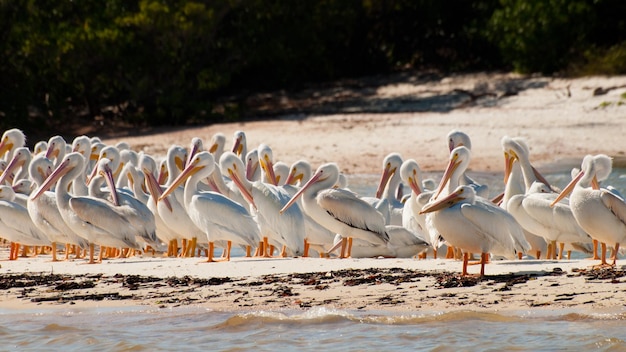 Witte pelikanen op het Chokoloskee-eiland.