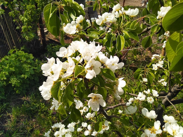 Witte perenbloesem perentak in bloei lente achtergrond