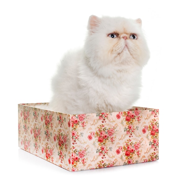 witte Perzische kat