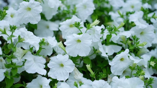 Witte petuniabloemen die op de achtergrond van de tuinclose-up groeien