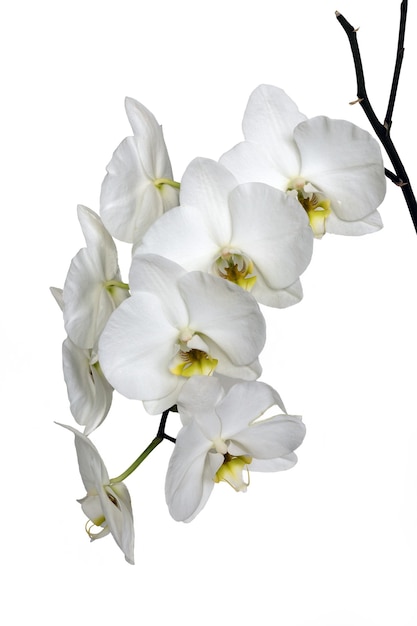 Witte Phalaenopsis orchidee bloemen, geïsoleerd op een witte achtergrond
