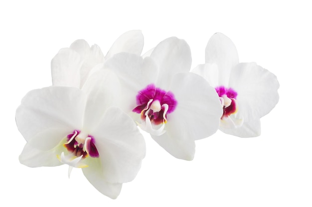witte phalaenopsis orchidee bloemen op een stengel, geïsoleerd