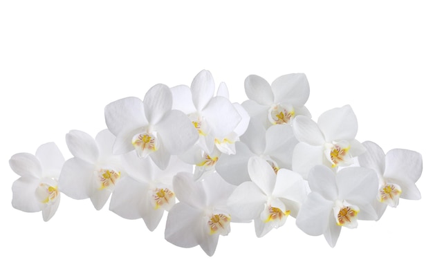 witte phalaenopsis orchidee bloemen op een stengel, geïsoleerd