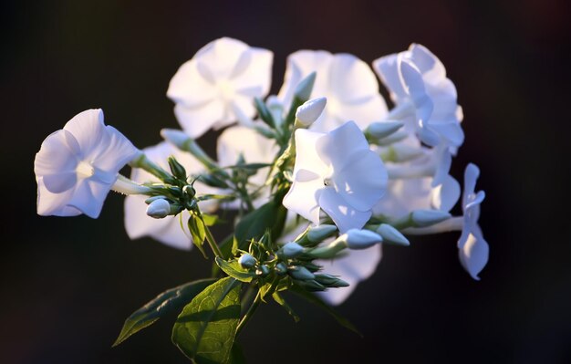 Witte phlox bloeit in zonlicht