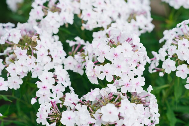 Witte phlox-bloemen groeien in de tuin in de zomer.