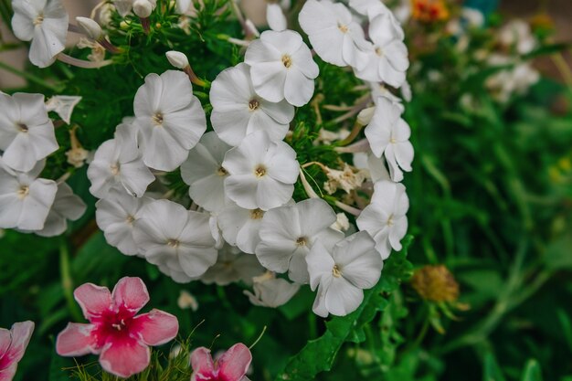 Witte phloxbloemen in de tuin