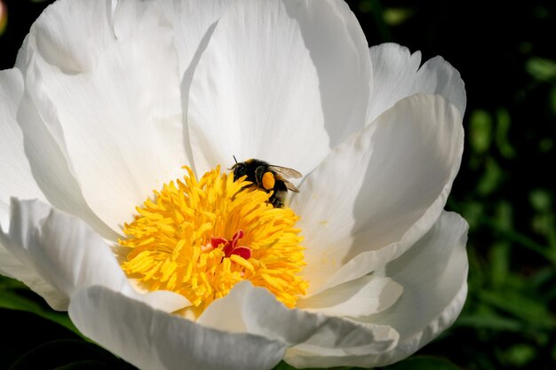 Witte pioen bloeit close-up