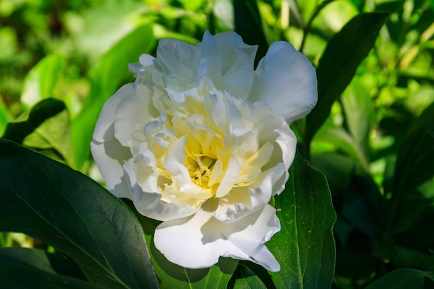 Witte pioen in de tuin