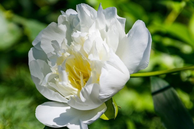 Witte pioen in de tuin