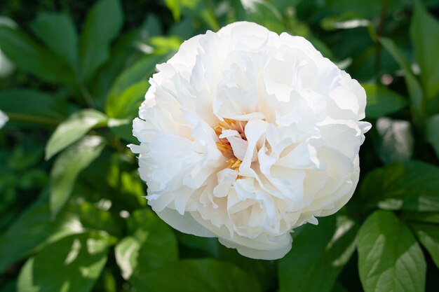 Witte pioen onder natuurlijke omstandigheden Artistieke bewerking Zomerse achtergrond Bloemenpatroon