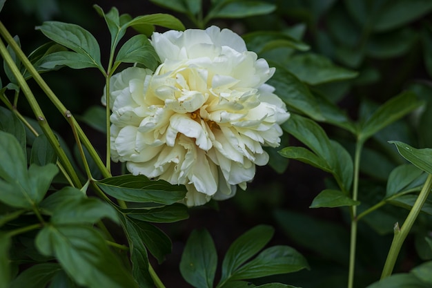 Witte pioenbloem met groene bladerenachtergrond